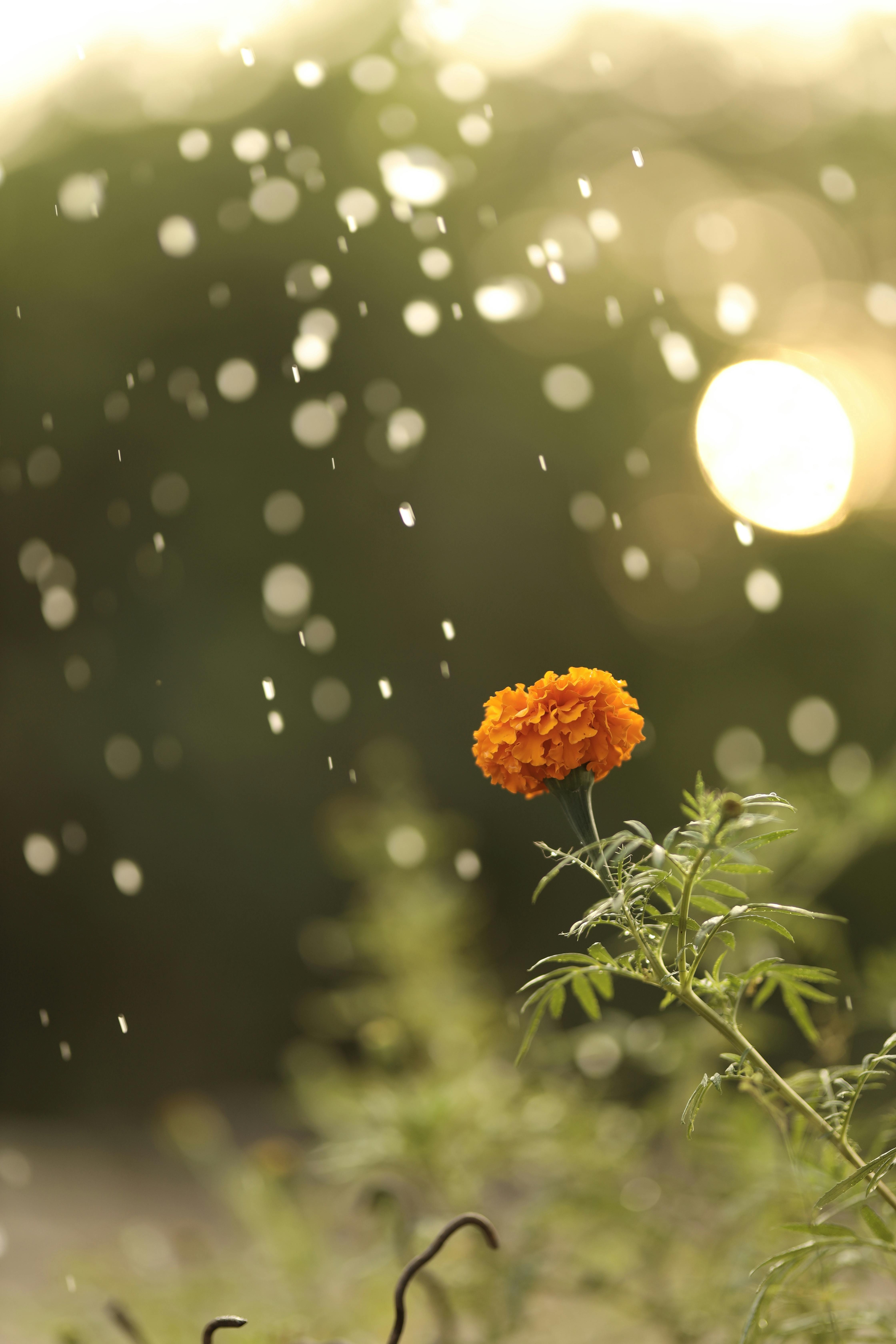 Close-up of a marigold flower with droplets falling during a gentle rain shower.