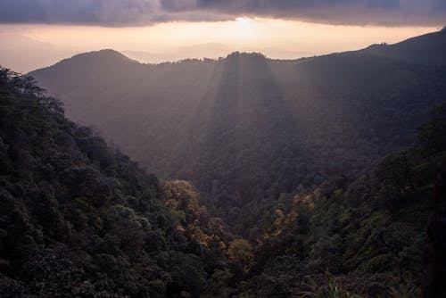 Photos gratuites de arbres, ciel nuageux, environnement