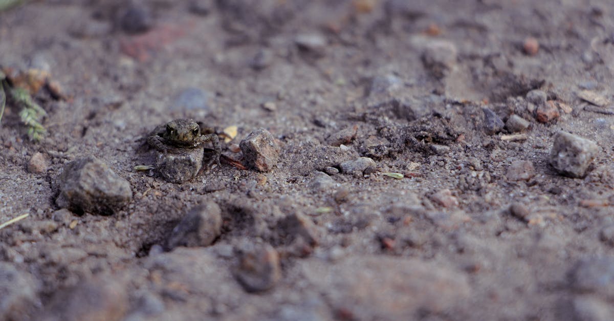 Free stock photo of frog, grey, ground