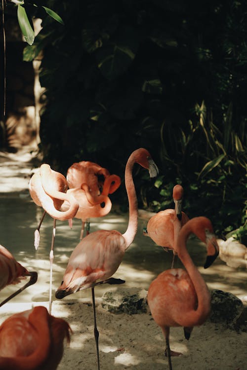 Gratis stockfoto met beest, flamingo, natuur