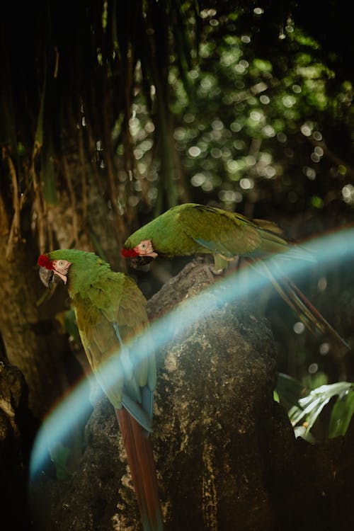 Gratis stockfoto met beest, natuur, papegaai