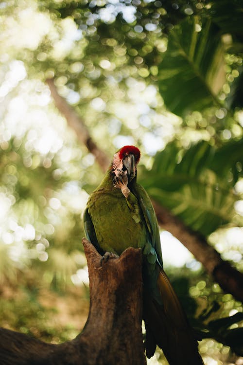 Perched Military Macaw on a Tree Branch 