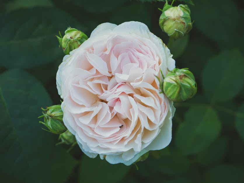 Close-up Photography of White and Pink Peony Flower