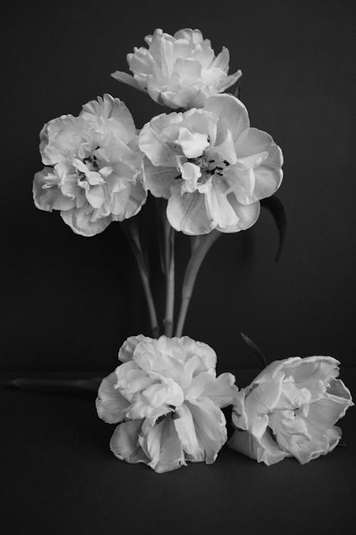 White Flower in Grayscale Photography