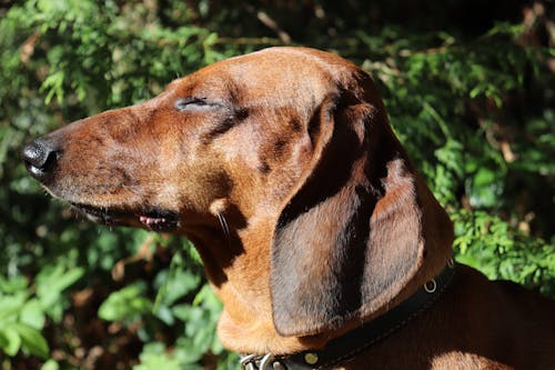 Free stock photo of basset, dachshund, dog Stock Photo