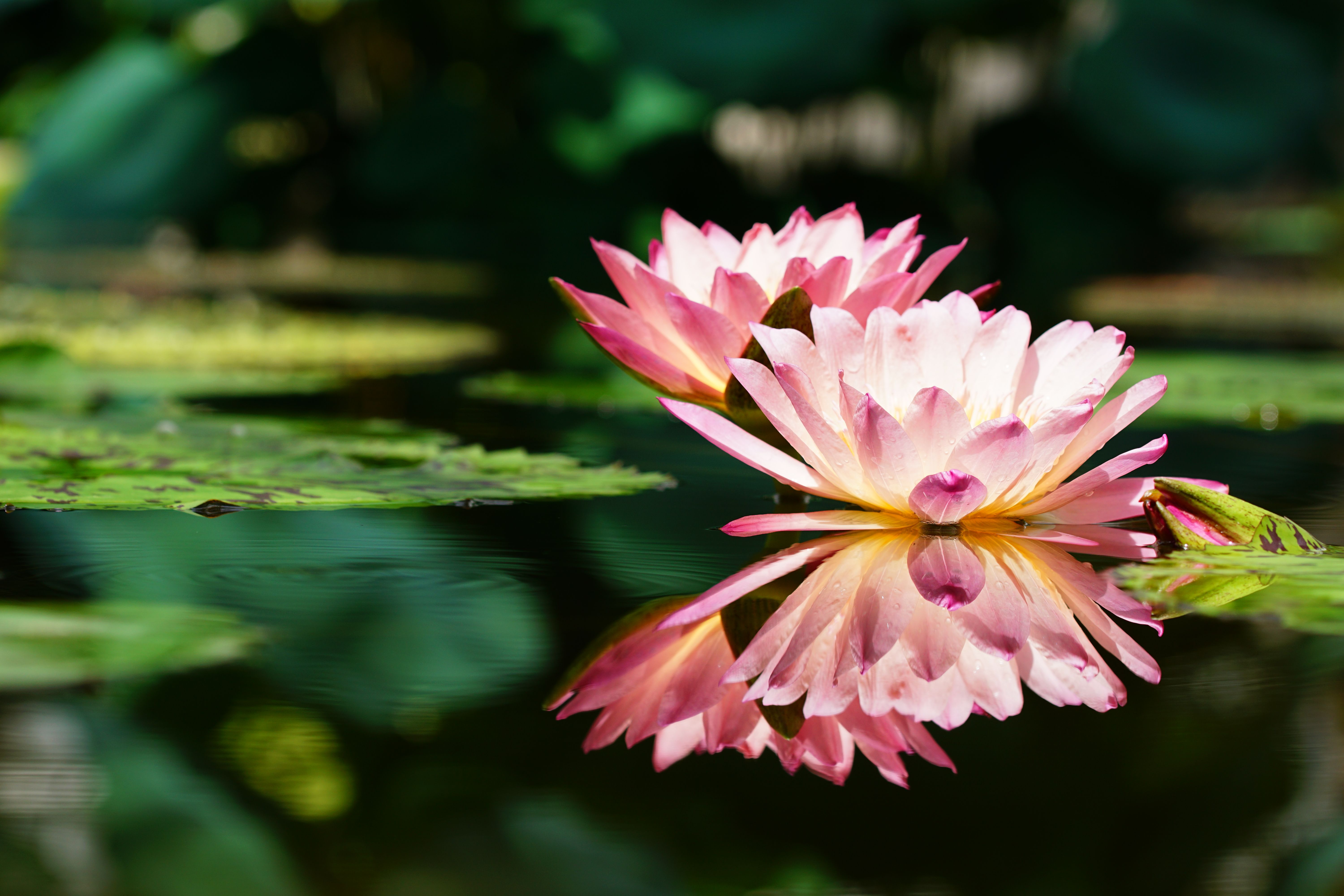 Beautiful pink water lilies with a perfect reflection on calm water. Nature at its finest.
