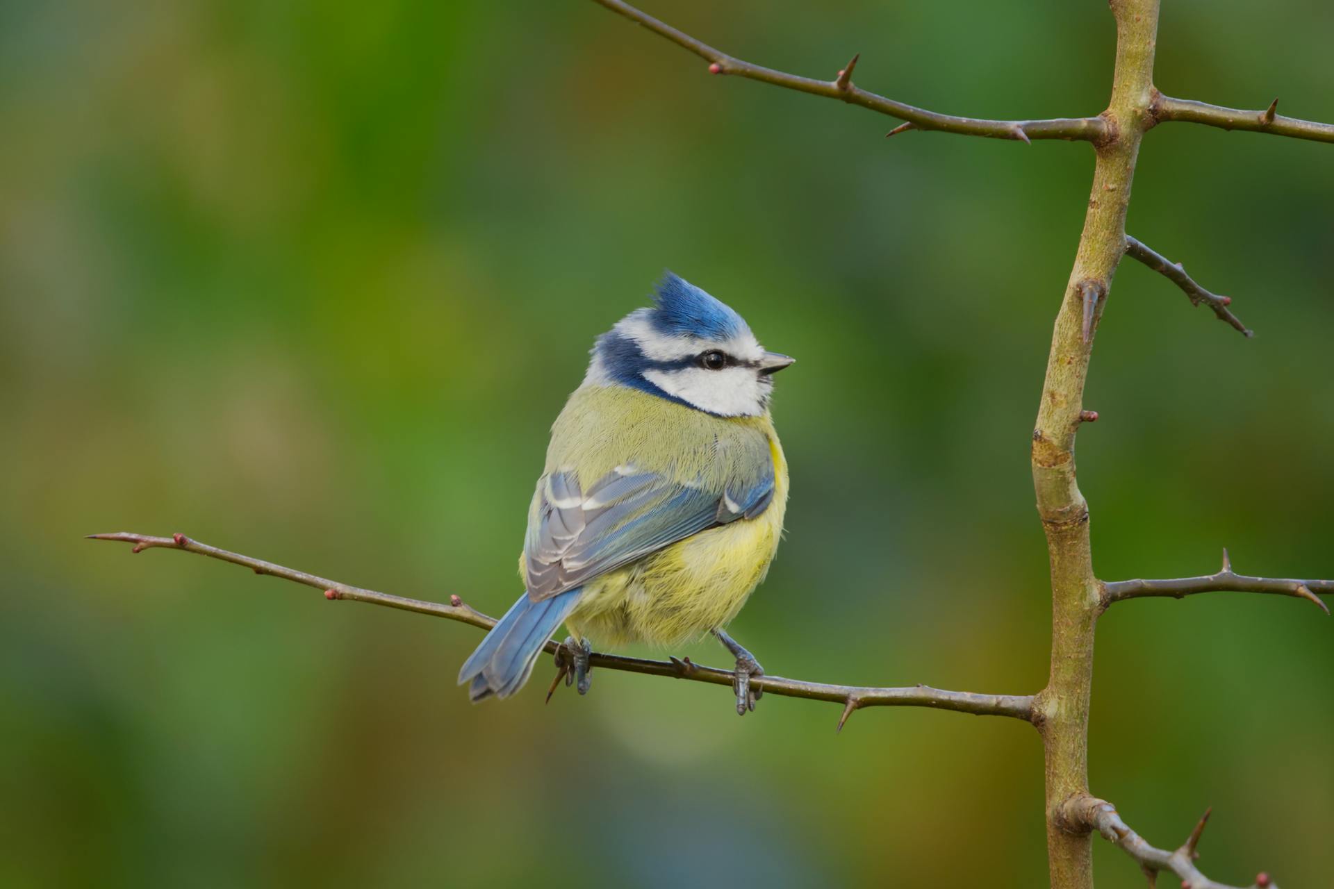 Eurasian Blue Tit perched in a Tree Branch