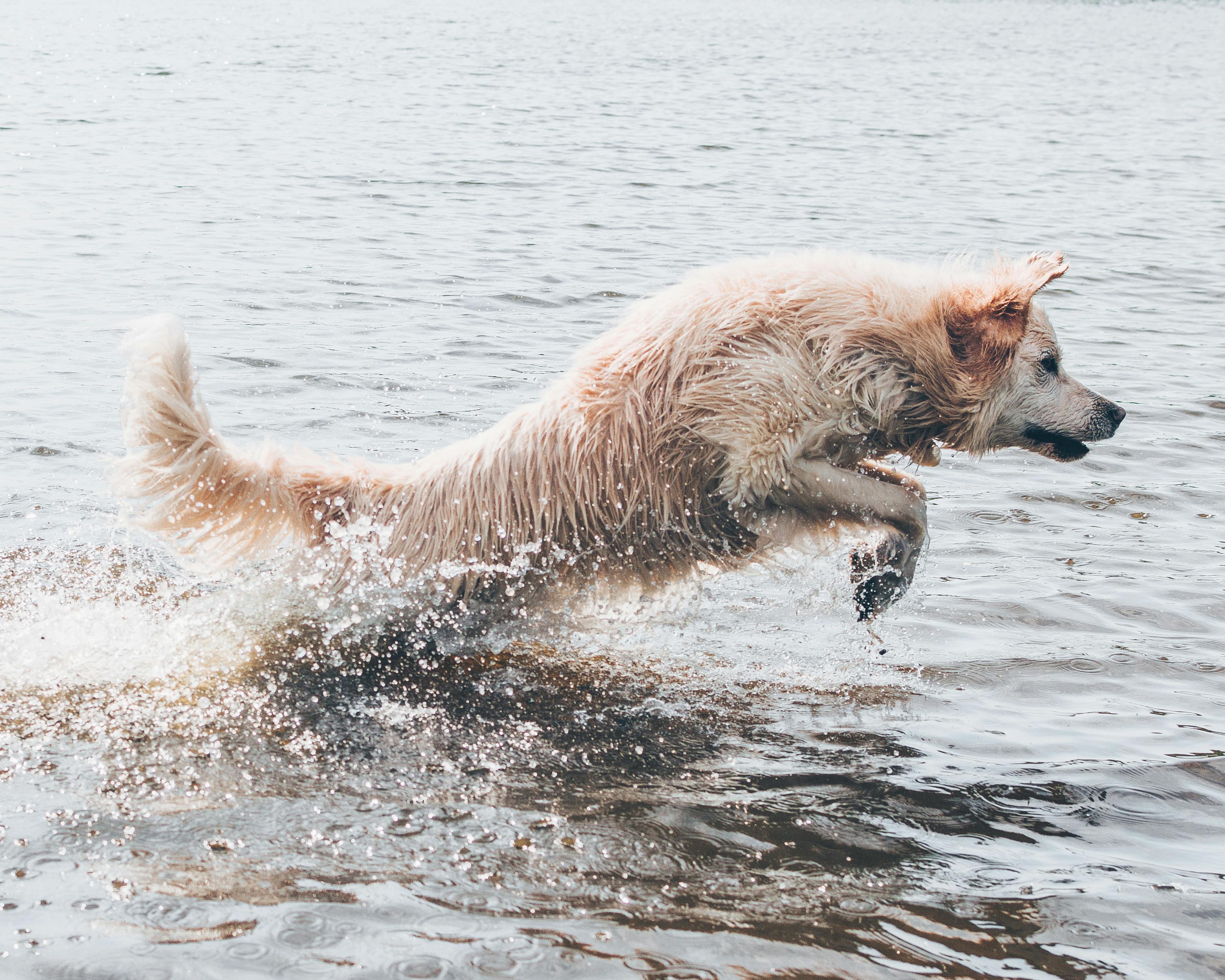 Long-coated Brown Dog on Body of Water