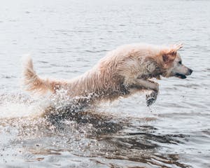 Long-coated Brown Dog on Body of Water 