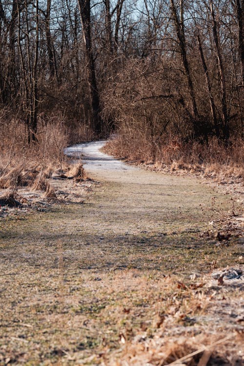 Free Unpaved Pathway between Leafless Trees Stock Photo