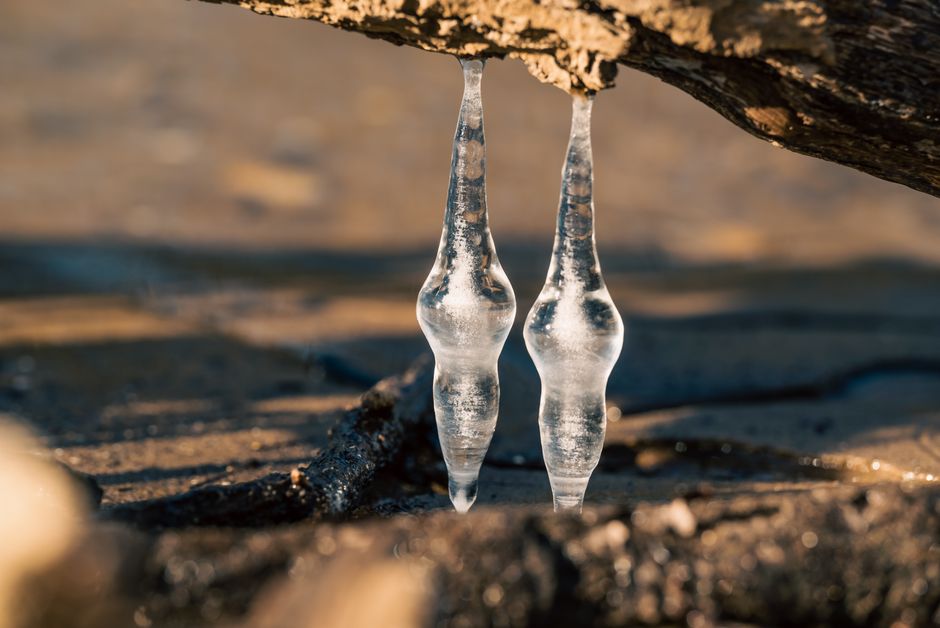 Detailed view of two icicles hanging from a tree branch outdoors in winter.