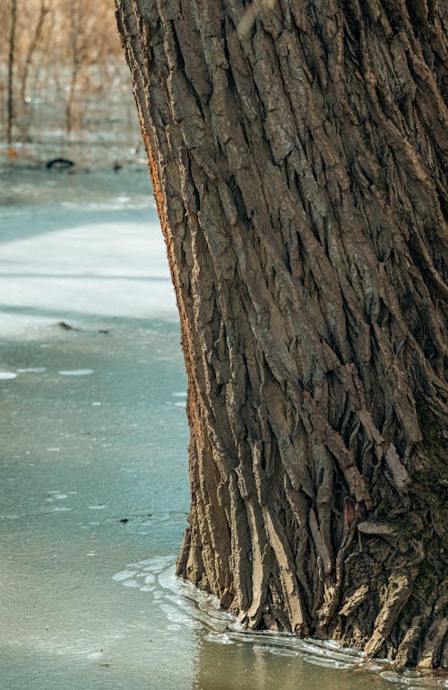 Frozen Water Surface beside a Tree