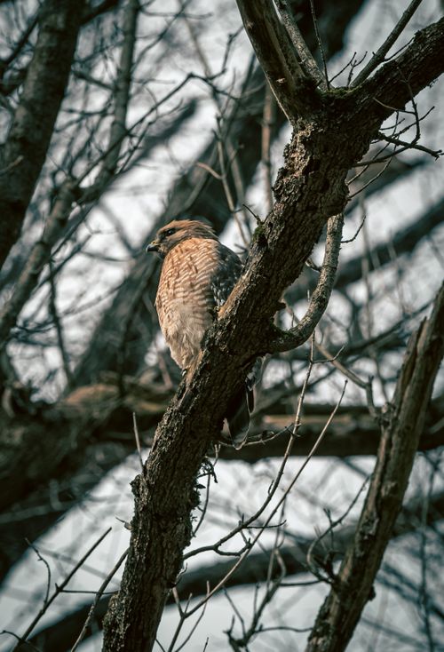 Free A hawk perched on a bare tree branch in a winter forest, captured from a low angle. Stock Photo