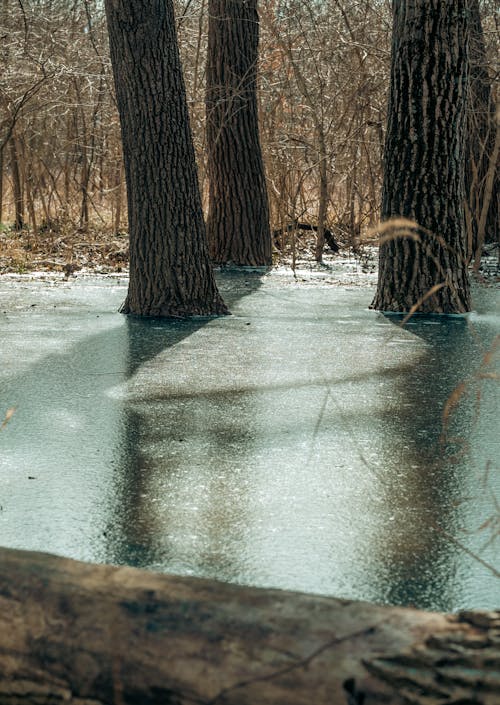 Immagine gratuita di alberi, congelato, fiume