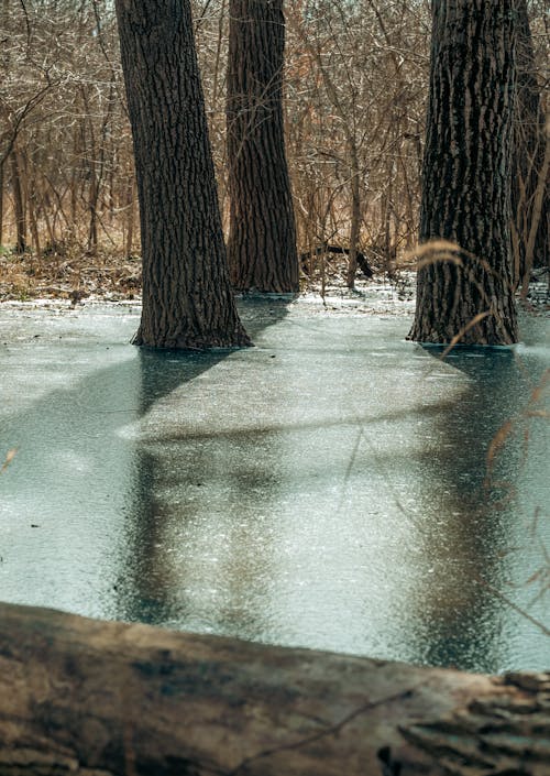 Thin Ice on a River in the Forest 