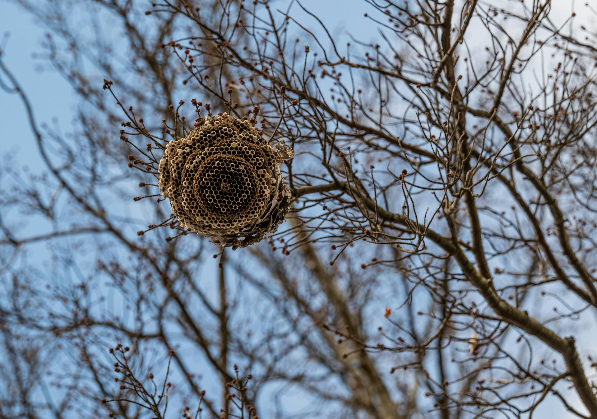 Low Angle Shot of a Bee Hive hanging on a Tree