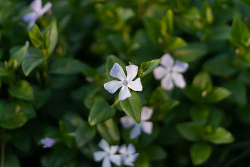 Close up of a Flower