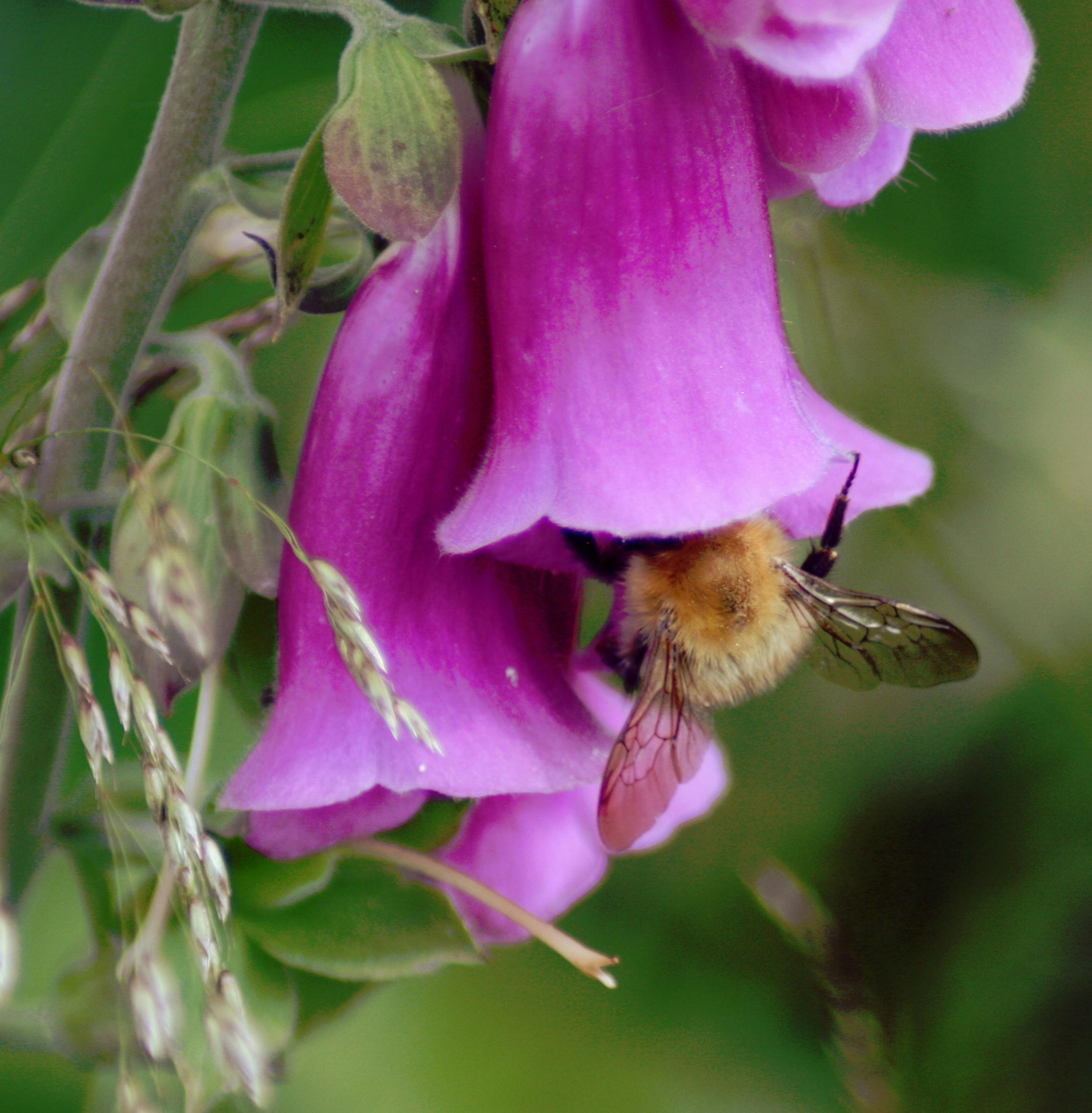 Free stock photo of bee, flowers, honey bee