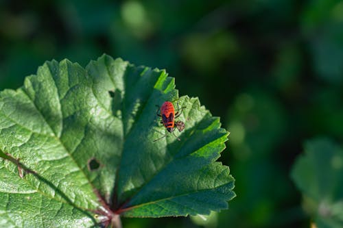 Free Insect on Leaf Stock Photo