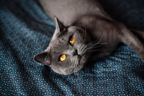 Free British Shorthair Cat Stock Photo