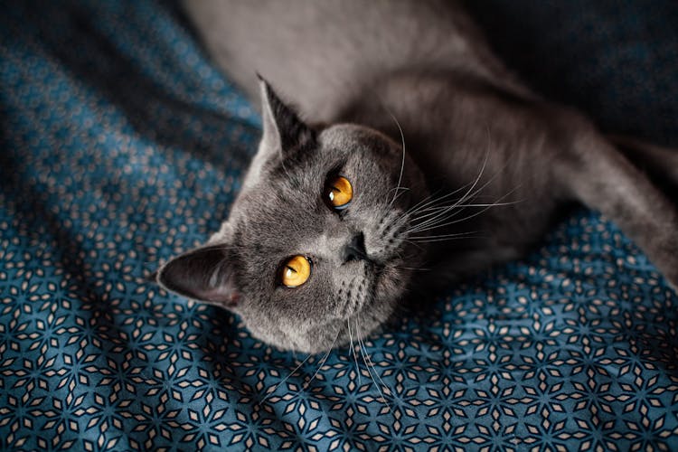 British Shorthair Cat