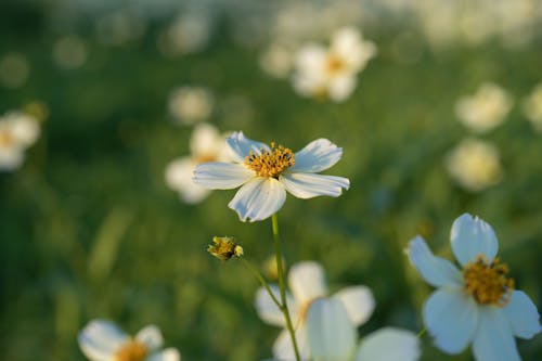Close-up of White Cosmos Flowers 