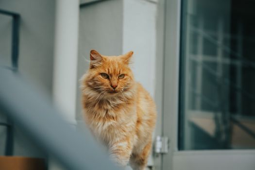 How indoor vs outdoor cats affect lifespan: research data