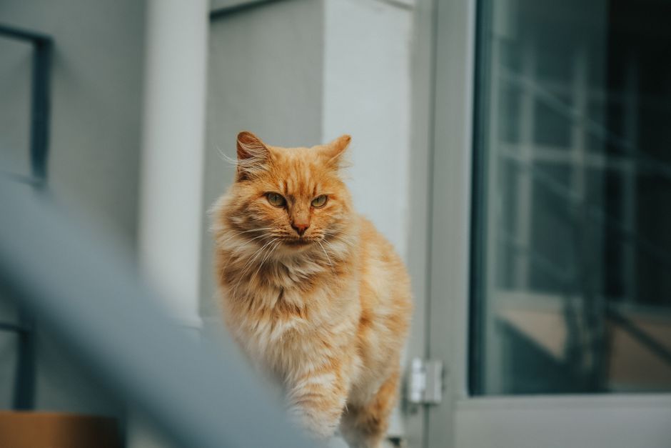 고양이 털 빠짐 관리