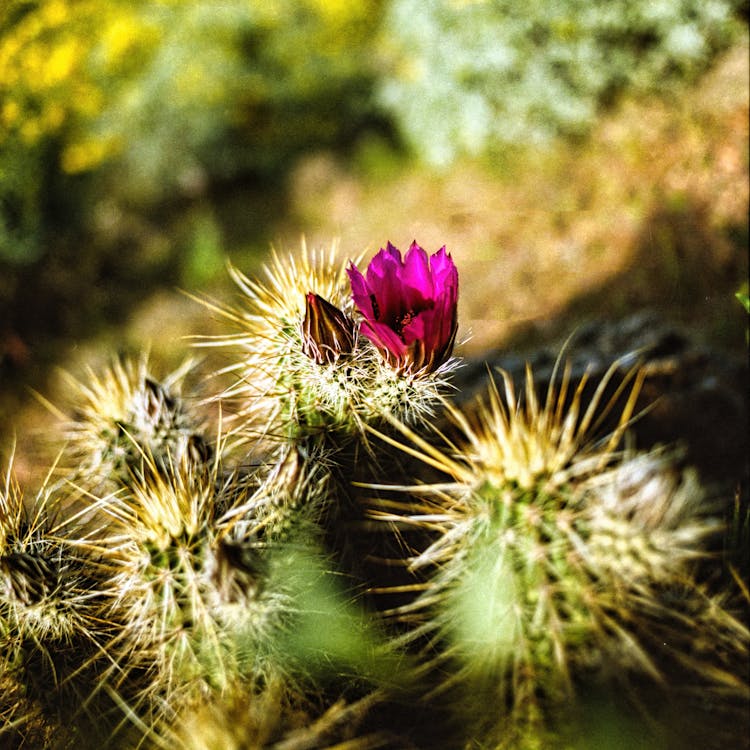 Strawberry Hedgehog Cactus In Tilt Shift Lens