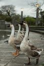 White and Brown Duck on Gray Concrete Floor
