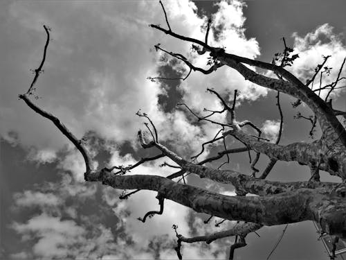 çıplak Ağacın Gri Tonlamalı Fotoğrafçılığı