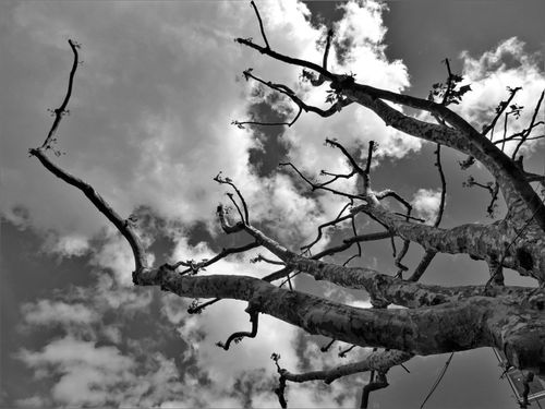 Free Low angle view of a bare tree silhouette against clouds in black and white. Stock Photo