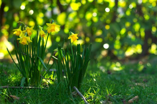 Foto stok gratis bunga daffodil, cerah, dipinjamkan lily