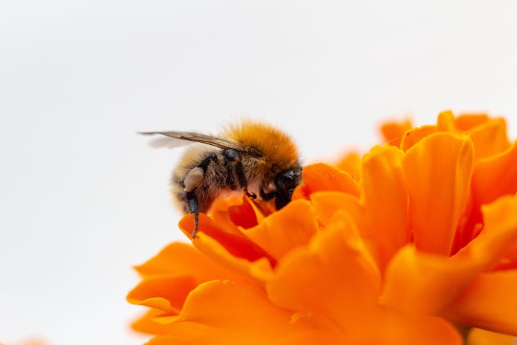 Macro Photo Honey Bee On Orange Flower