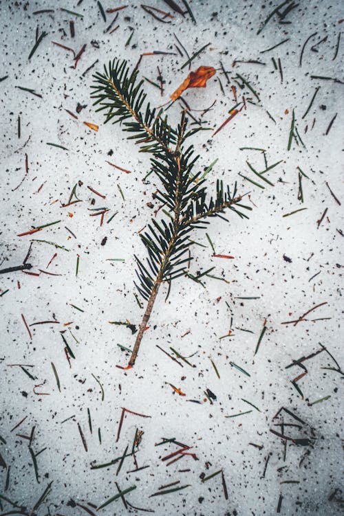 Close up of a Branch on the Snow