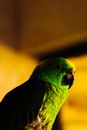 Green and Black Bird in Close Up Photography