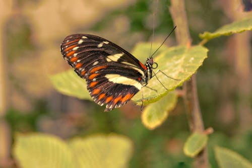 Foto profissional grátis de borboleta, fechar-se, foco raso