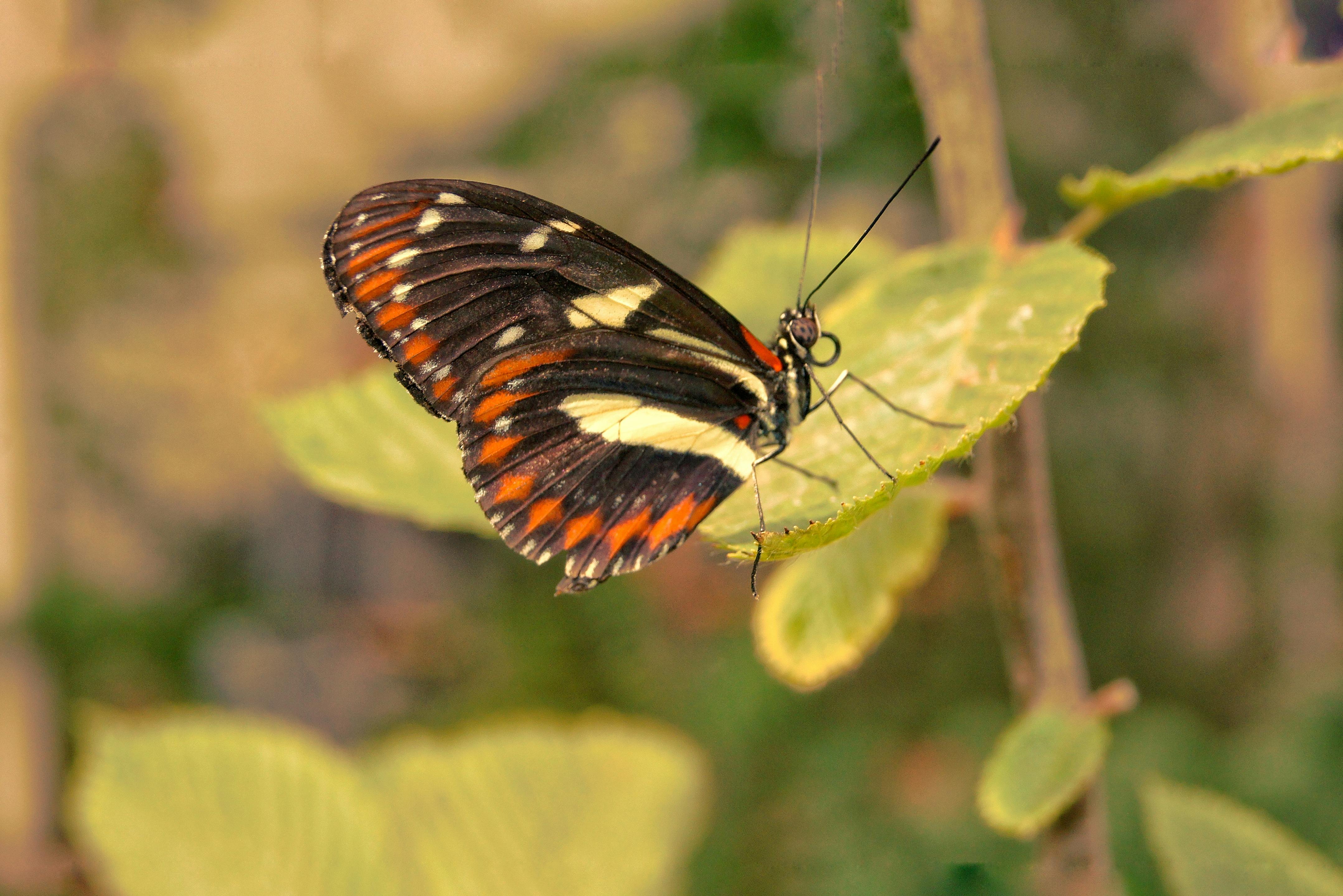 Brown and White Swallowtail Butterfly Under White Green and Brown ...