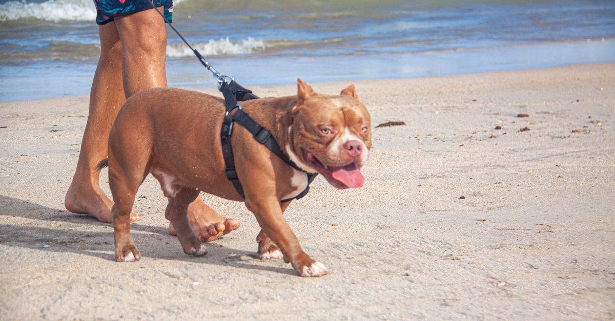 Female American Bully Puppy: Exercise and Care Female American Bully puppy care: brown American Bully walking on a leash along the beach