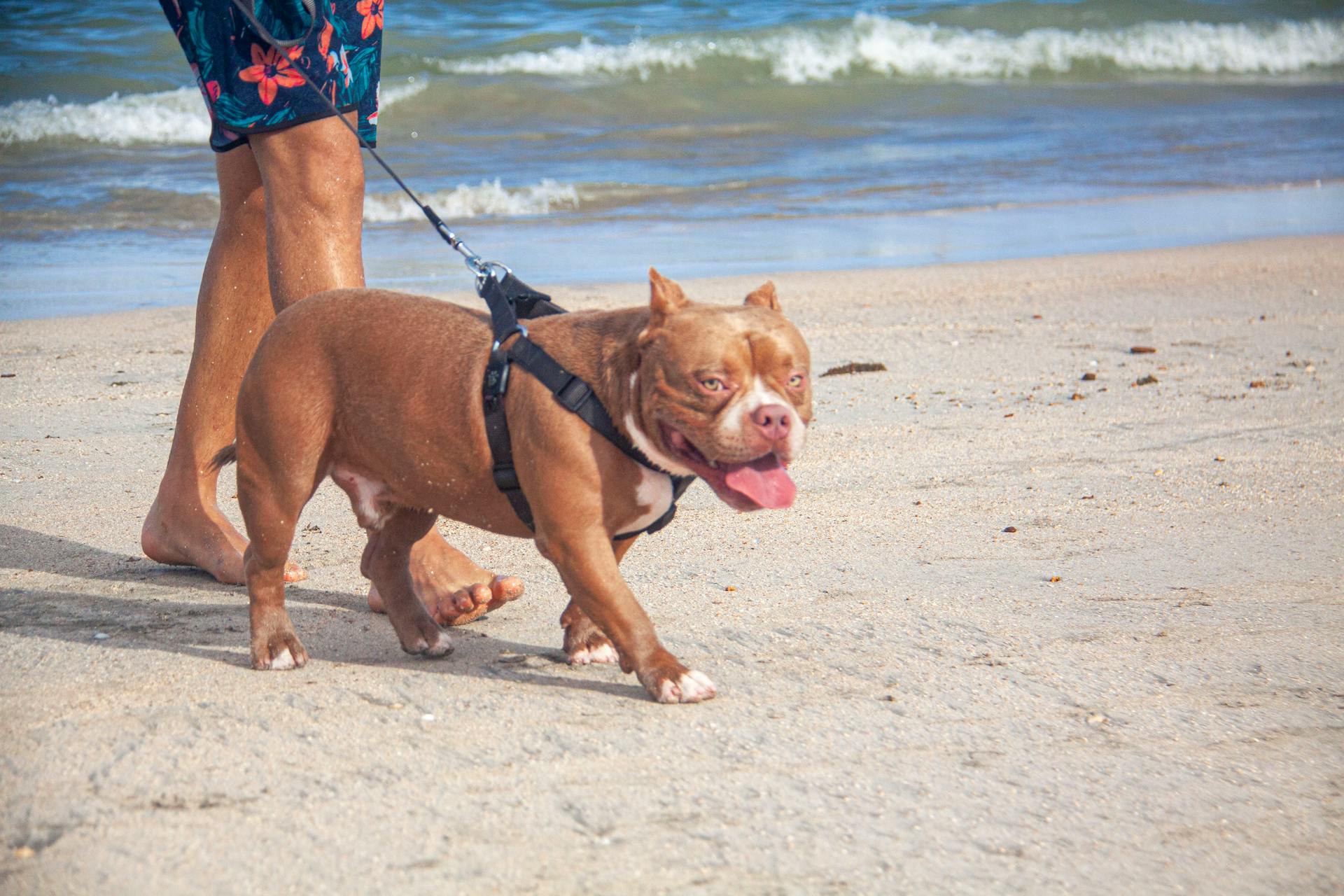 Een Amerikaanse pestkop die op het strand loopt