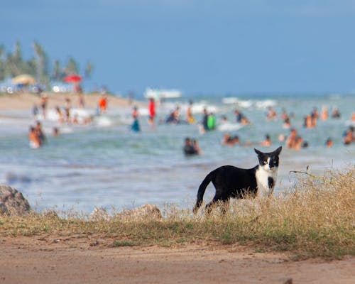 Ingyenes stockfotó alley macskák, amantes de la playa, homok-strand témában