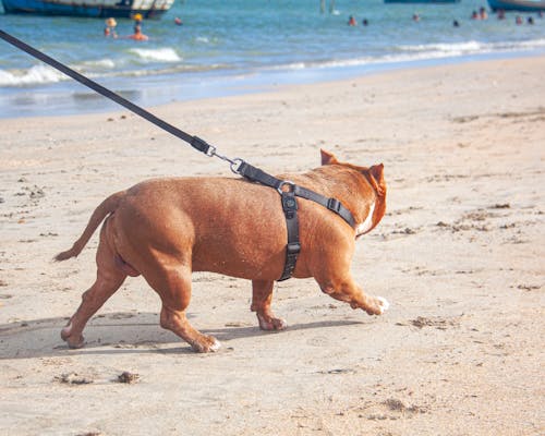 Ingyenes stockfotó pitbull témában