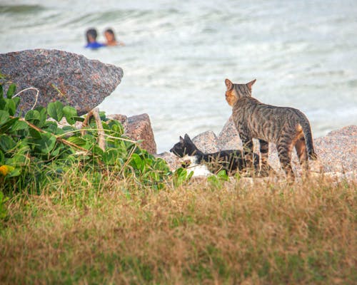 Free stock photo of cats