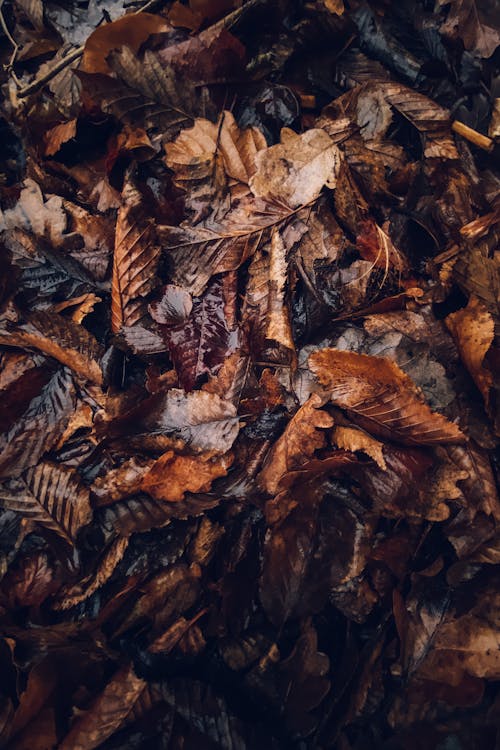 乾燥した葉, 地面, 垂直ショットの無料の写真素材