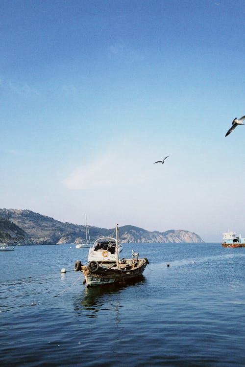 Kostnadsfri bild av båt, fågel, fiskebåt