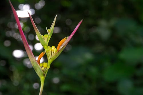 Free stock photo of arranjo floral, bloom, blooming tree