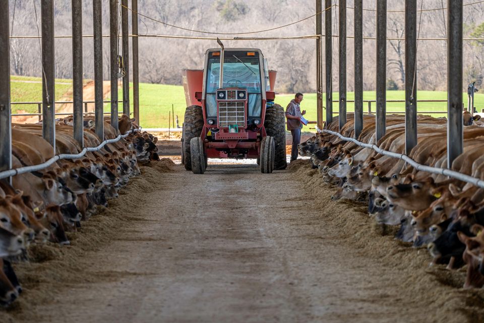 Farmer working beside a tractor between rows of dairy cows