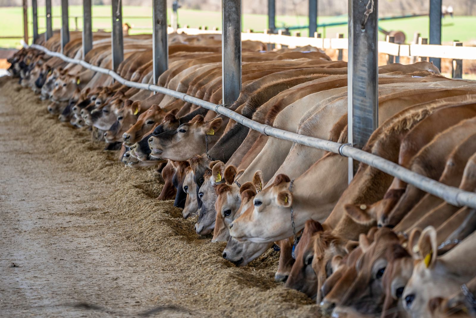 A row of Jersey cows feeding indoors at a dairy farm — Mark Stebnicki on Pexels