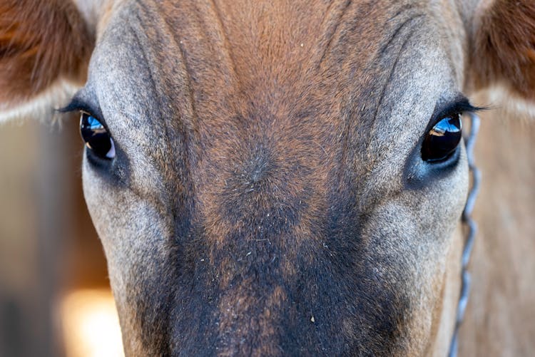 Eyes Of A Cow In Close Up Photography