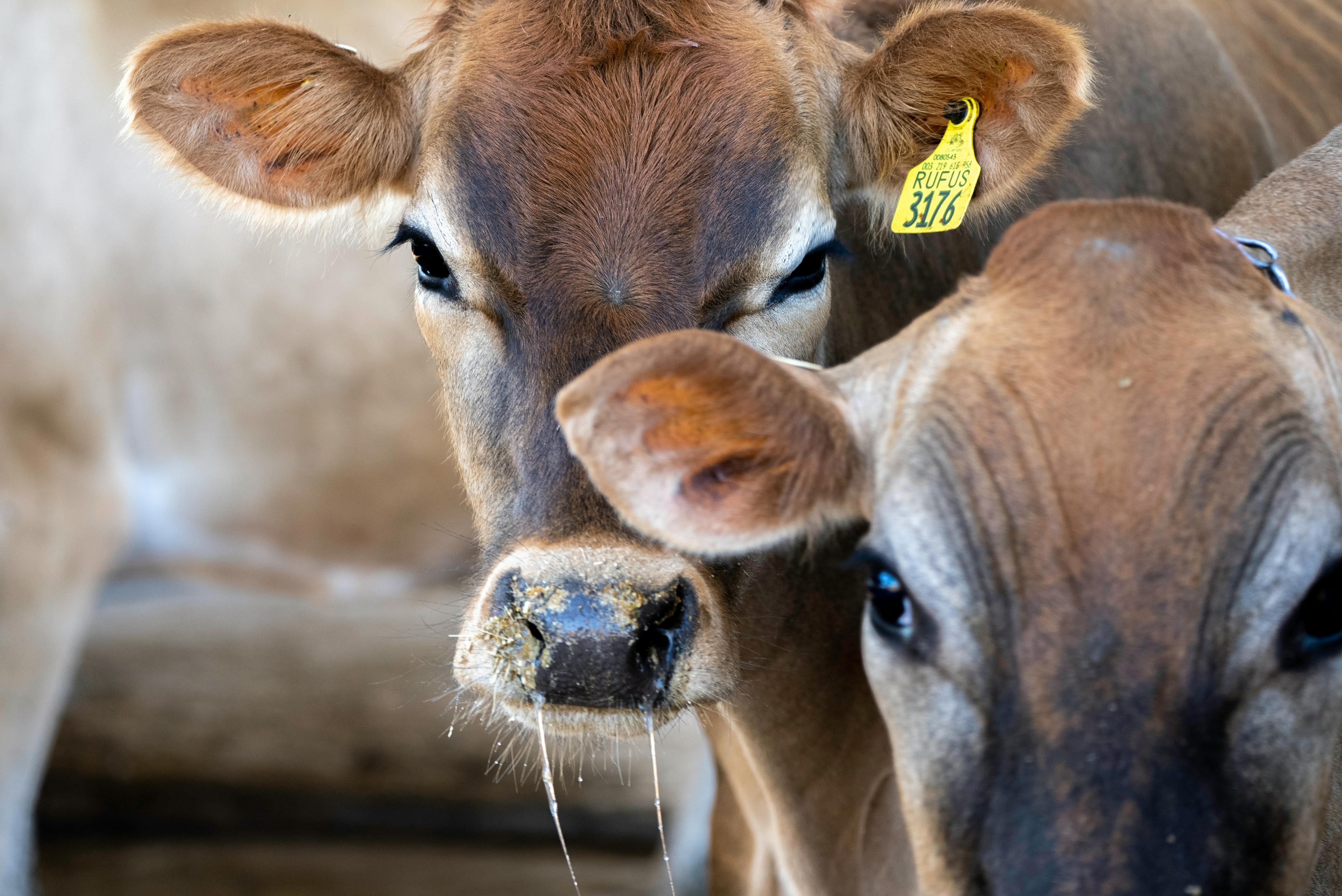 NASC proposes Animal Health Supplement Act for regulatory clarity — Photo by Mark Stebnicki on Pexels